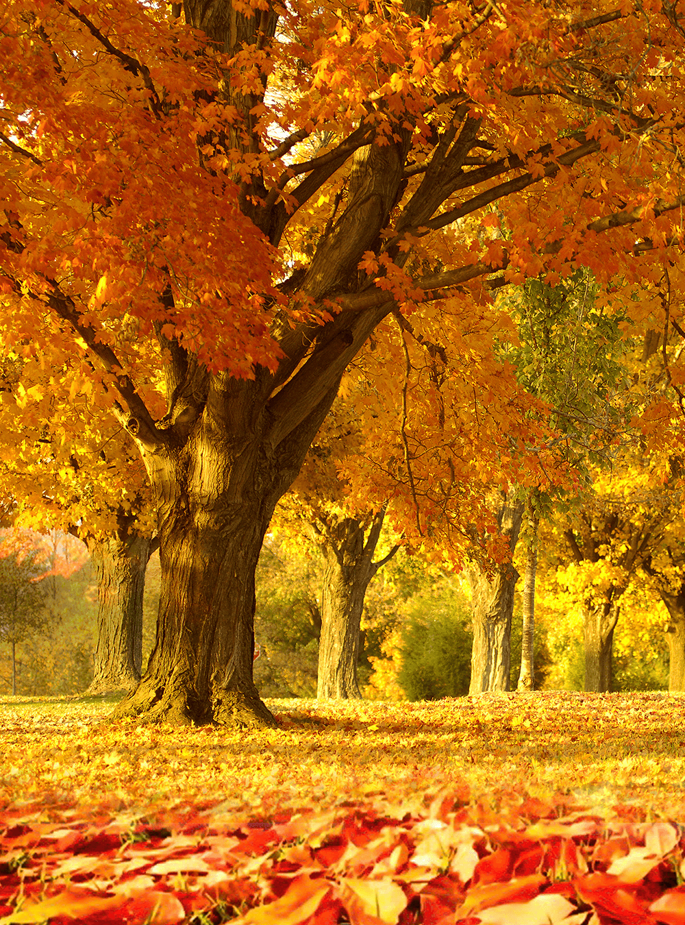 Go home is the best choice for me now